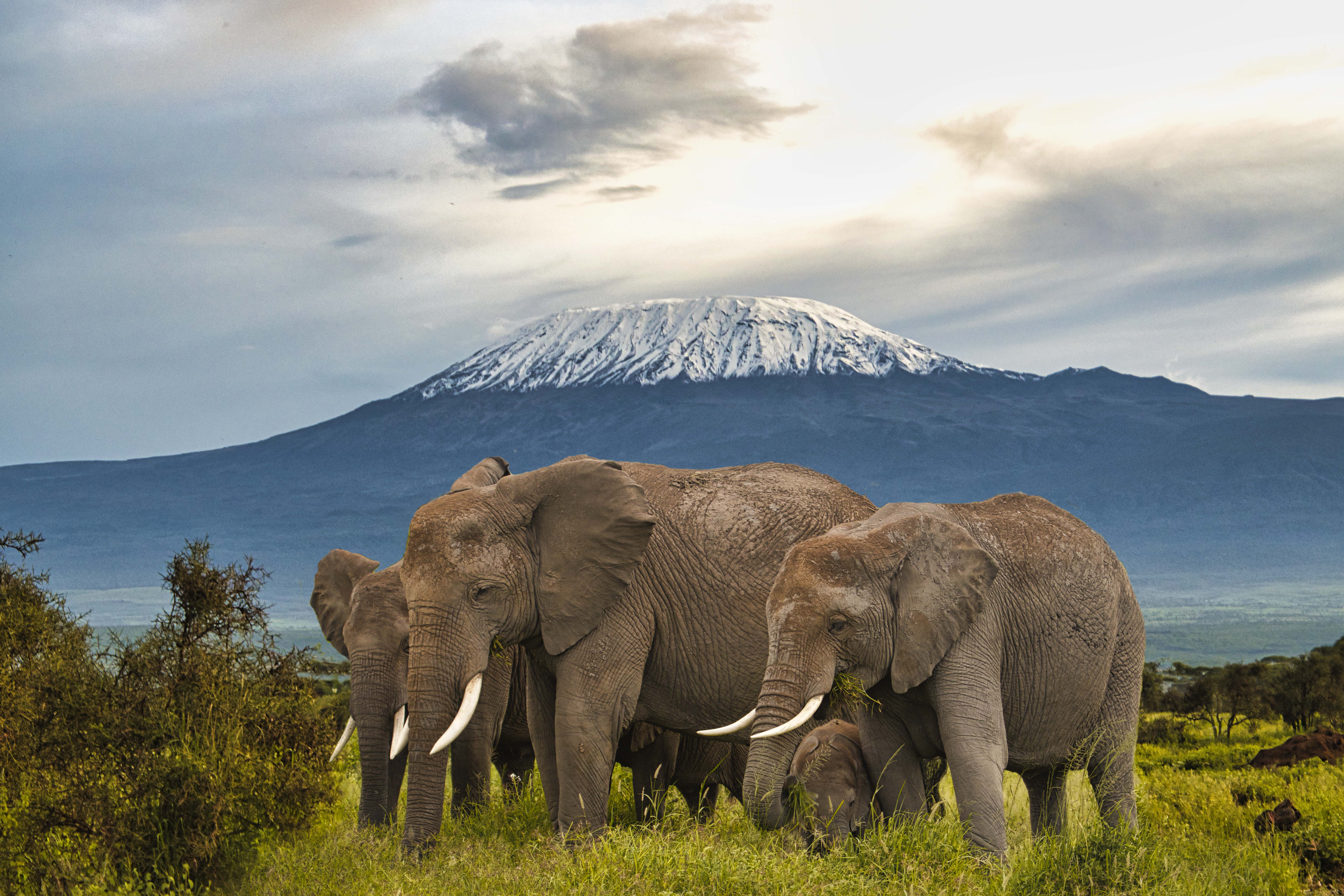Amboseli
