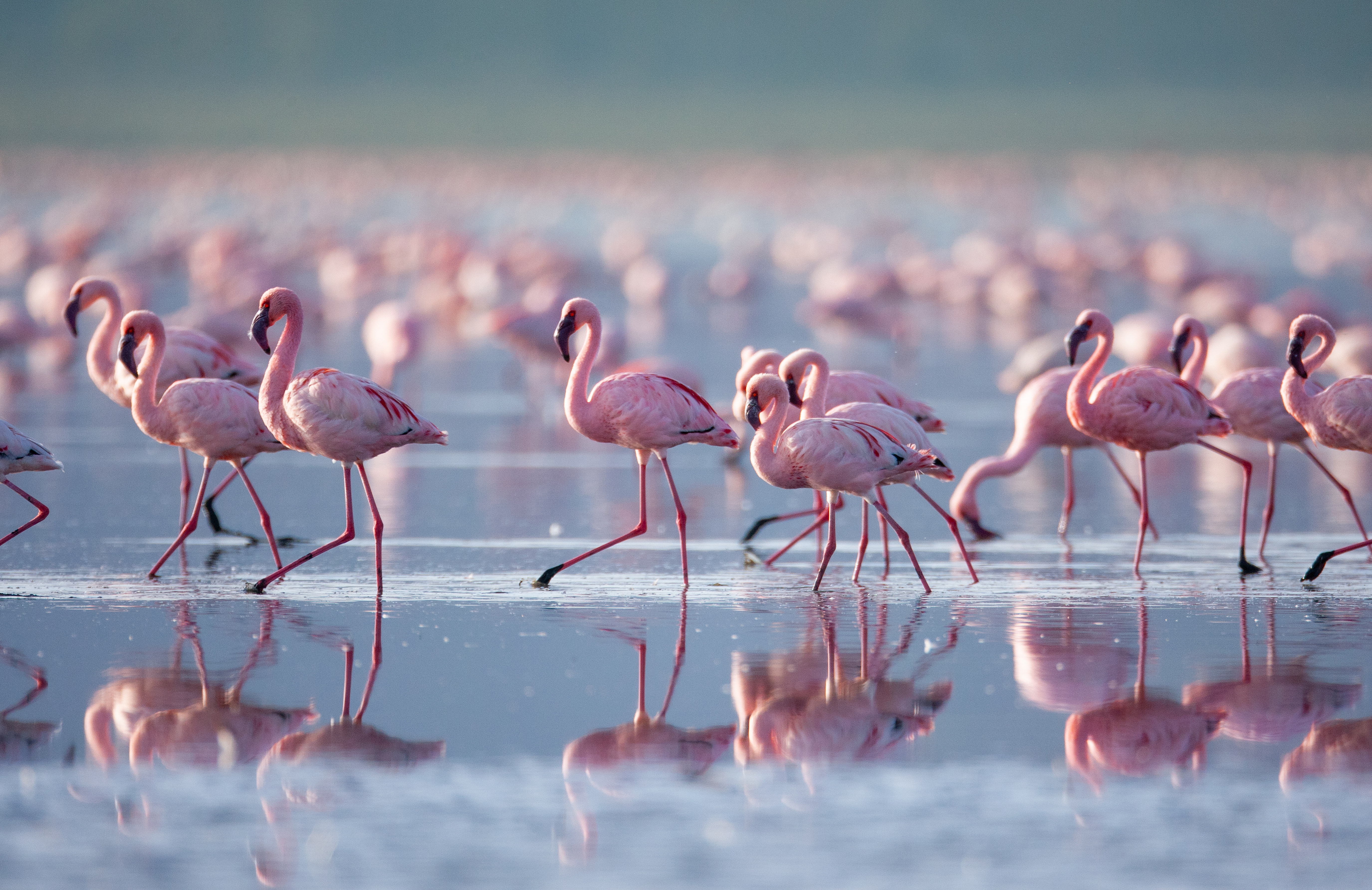 Lake Nakuru National Park
