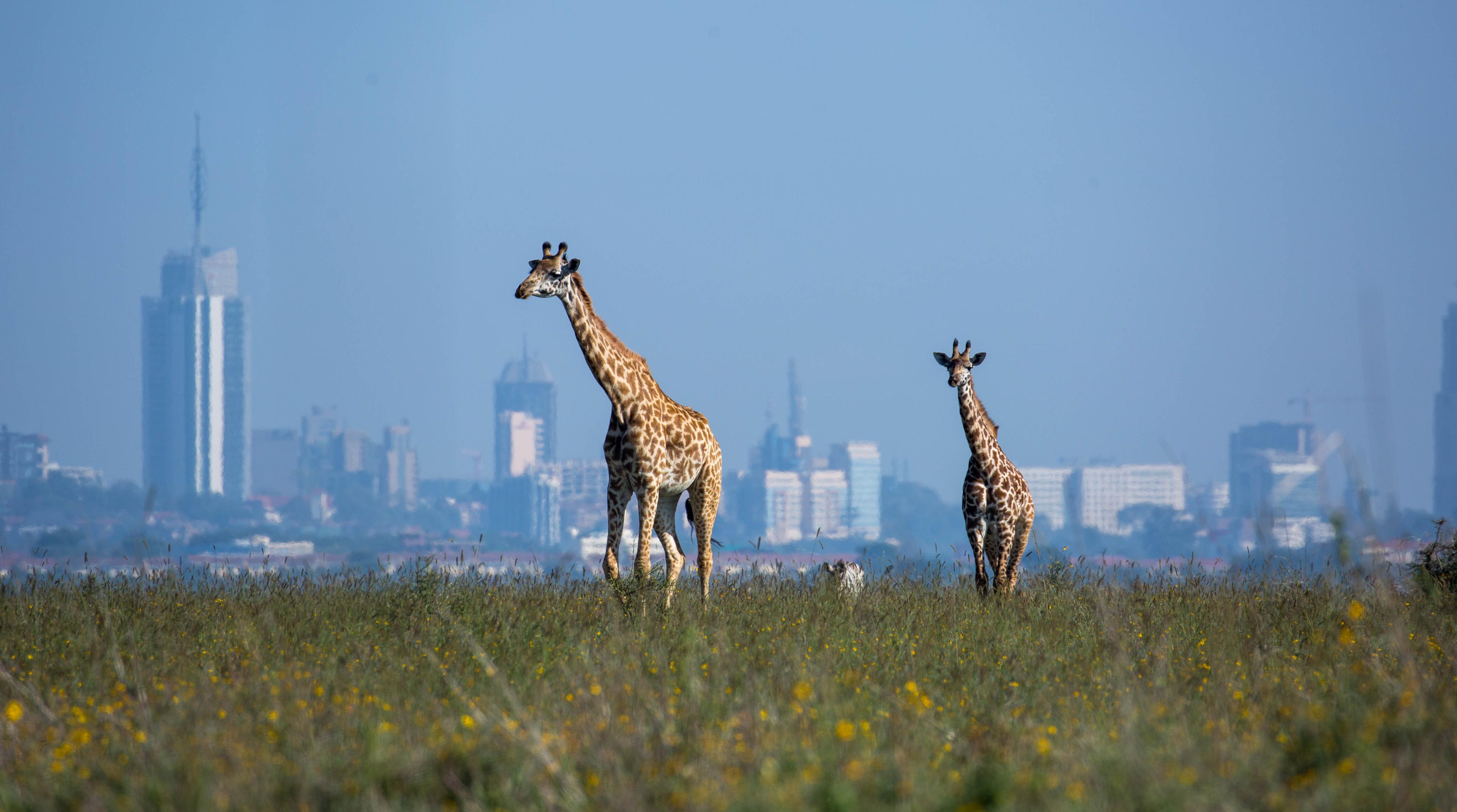 Nairobi National Park