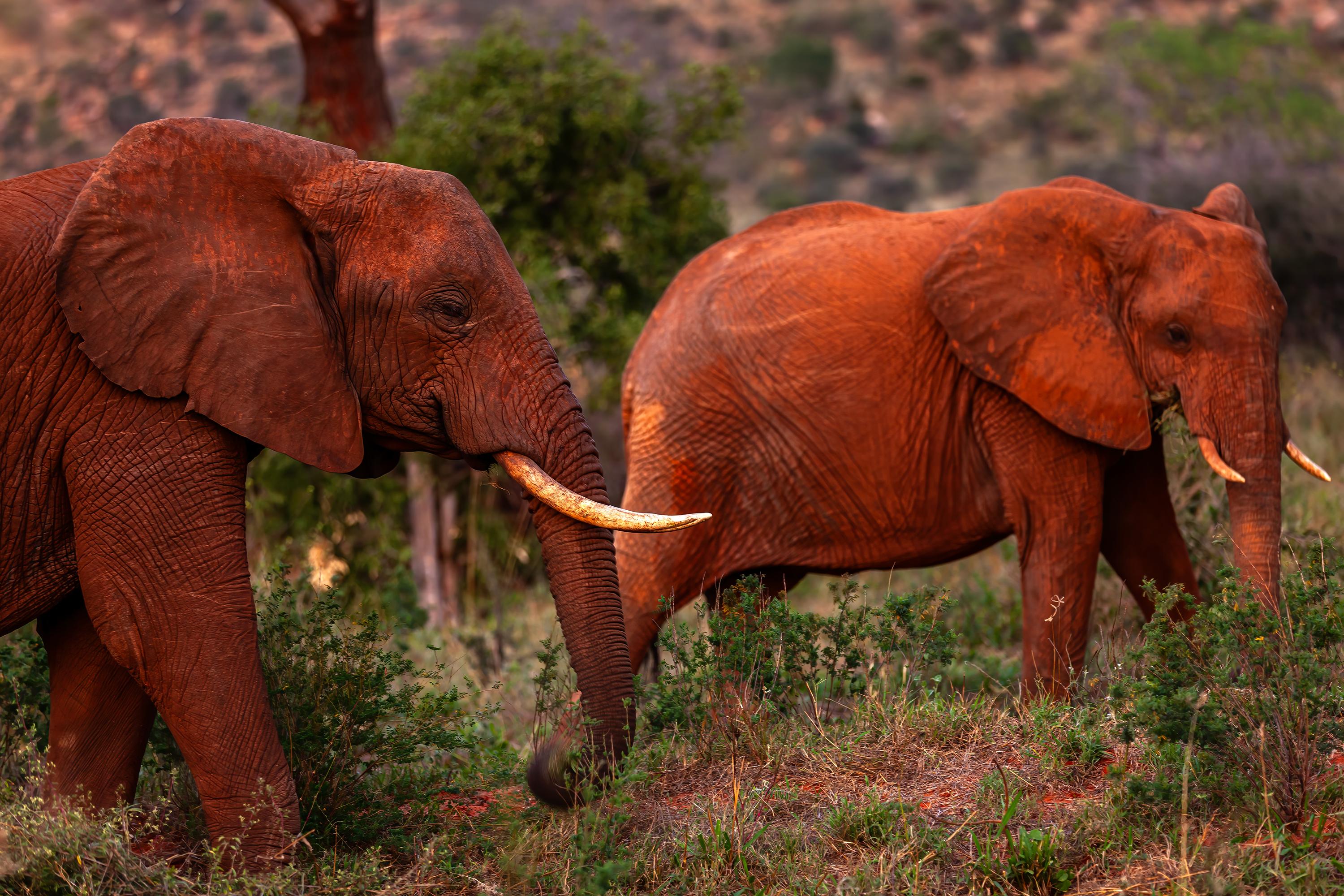 Tsavo